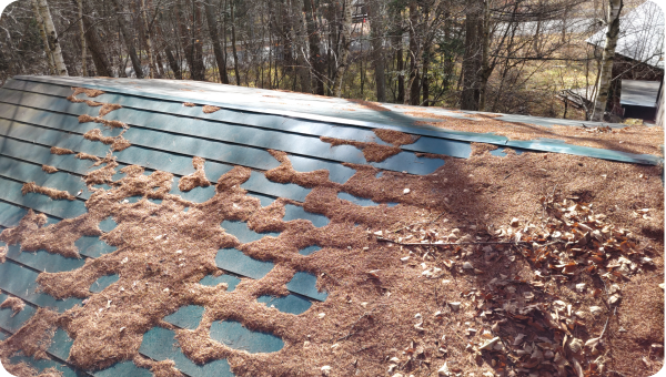 落ち葉降ろしのBefore